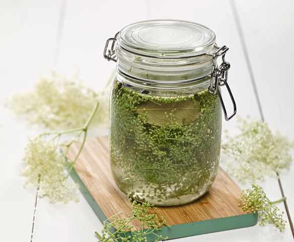 Falešné kapary z poupat bezinek