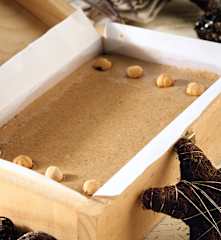Turrón de avellanas